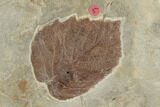 Plate of Seventeen Leaf Fossils - Glendive, Montana #188814-6